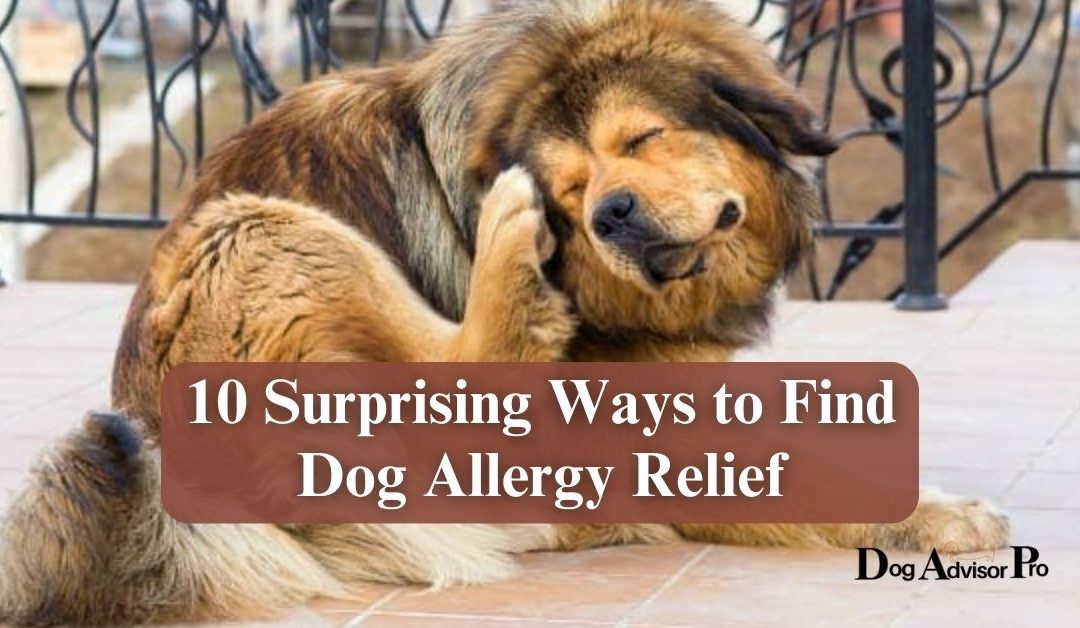 10 Surprising Ways to Find Dog Allergy Relief