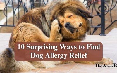 10 Surprising Ways to Find Dog Allergy Relief