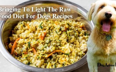 Bringing To Light The Raw Food Diet For Dogs Recipes – A Diet Guide