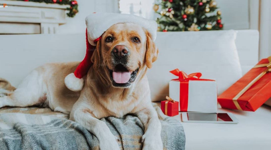 Celebrate Christmas With Your Furry Friends – 10 Enjoble Ways