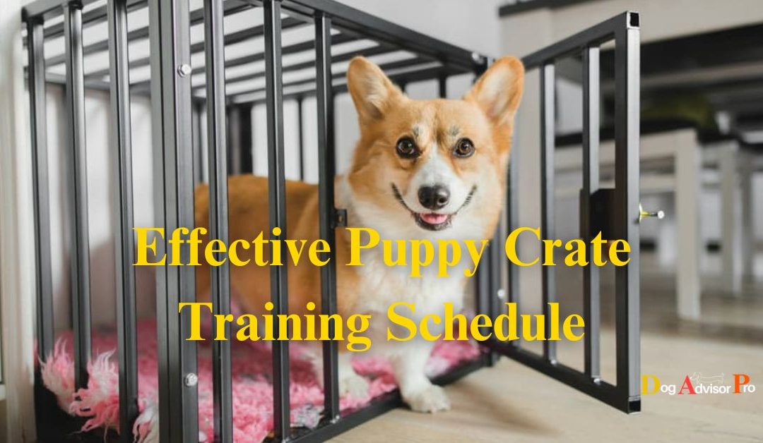 Effective Puppy Crate Training Schedule