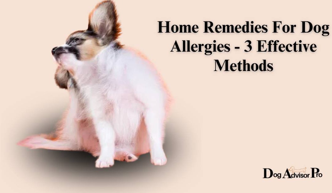 Home Remedies For Dog Allergies – 3 Effective Methods
