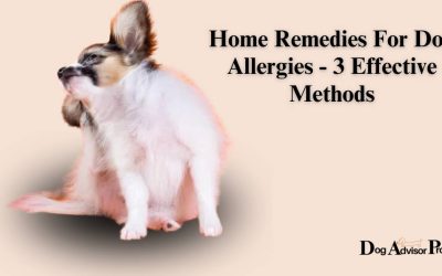 Home Remedies For Dog Allergies – 3 Effective Methods
