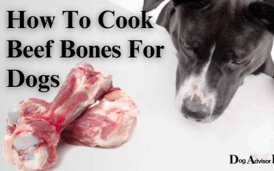 How To Cook Beef Bones For Dogs – Ultimate Guide in 2024