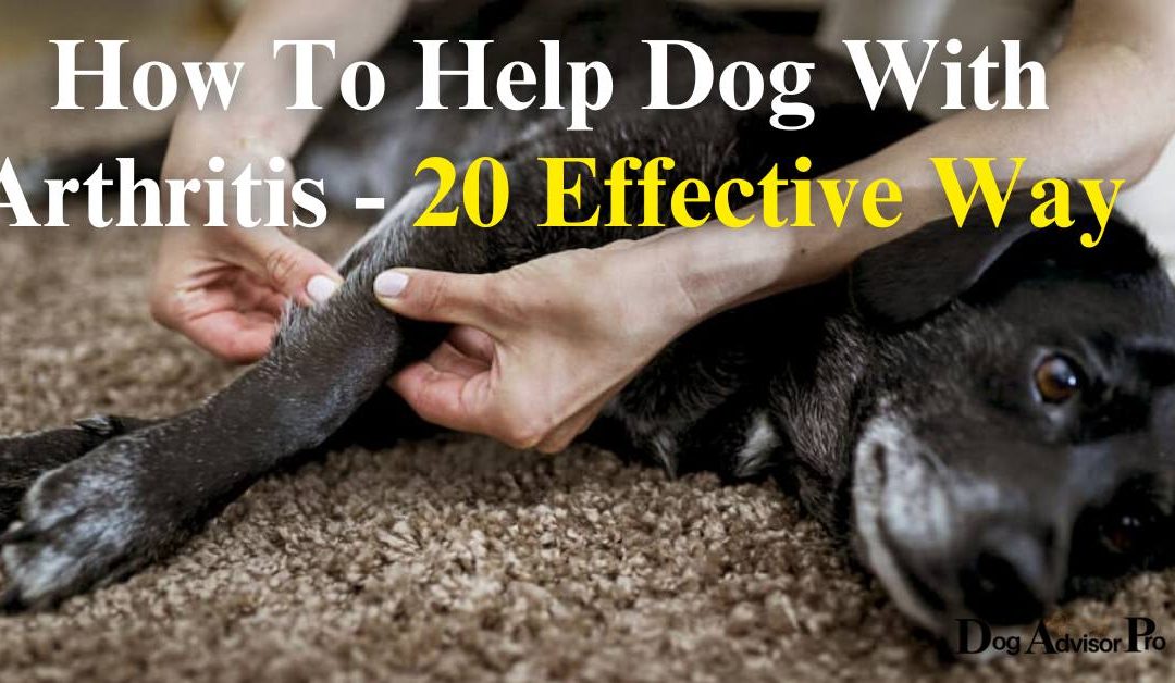 How To Help Dog With Arthritis