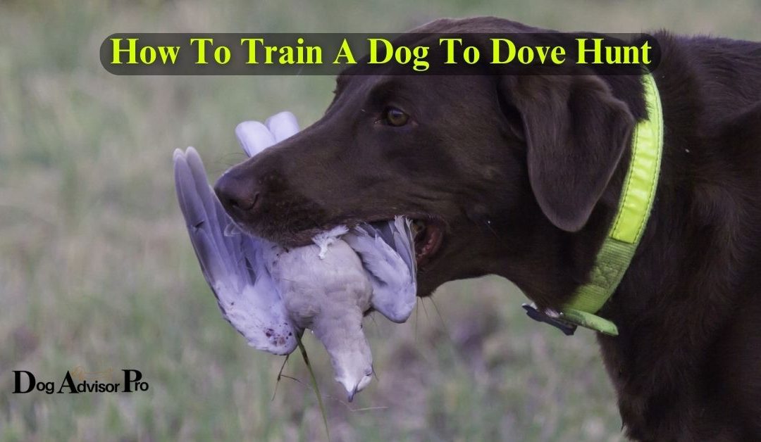 How To Train A Dog To Dove Hunt