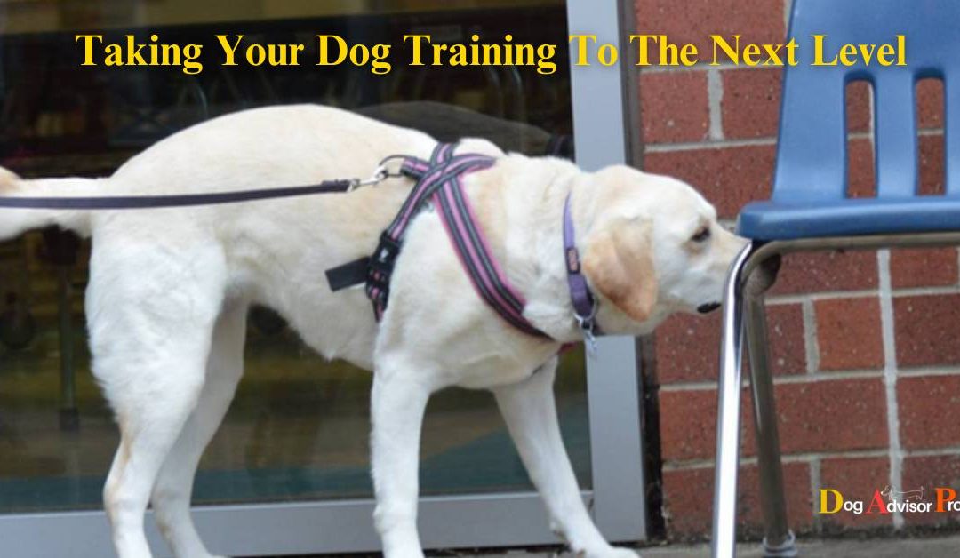Taking Your Dog Training To The Next Level