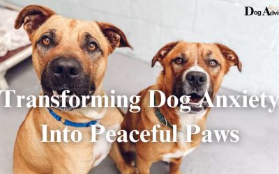 Transforming Dog Anxiety Into Peaceful Paws – Need To Know.