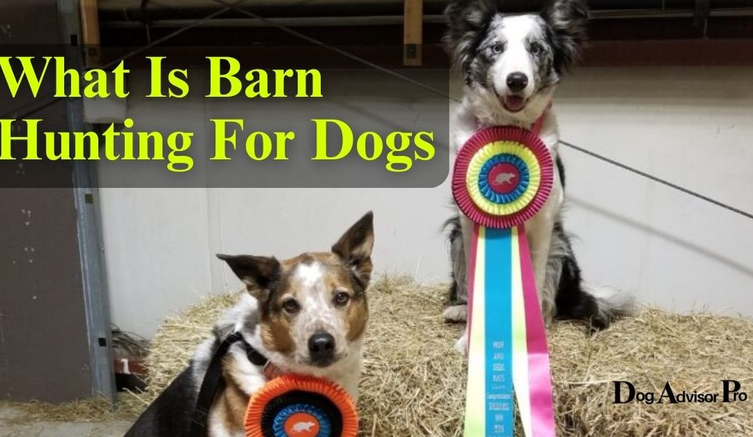 What Is Barn Hunting For Dogs