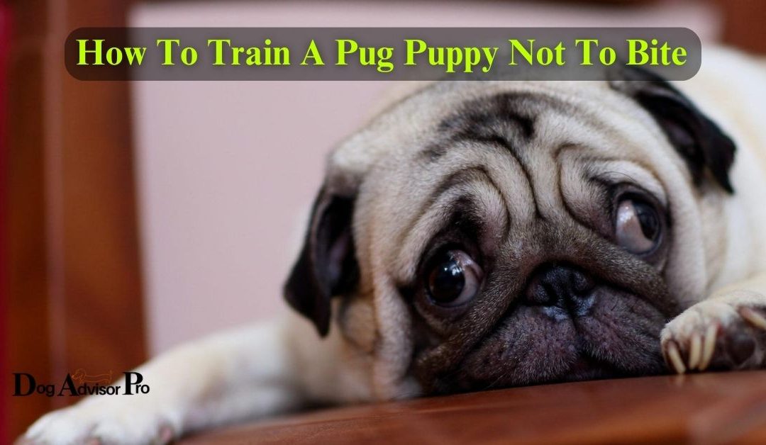 How To Train A Pug Puppy Not To Bite