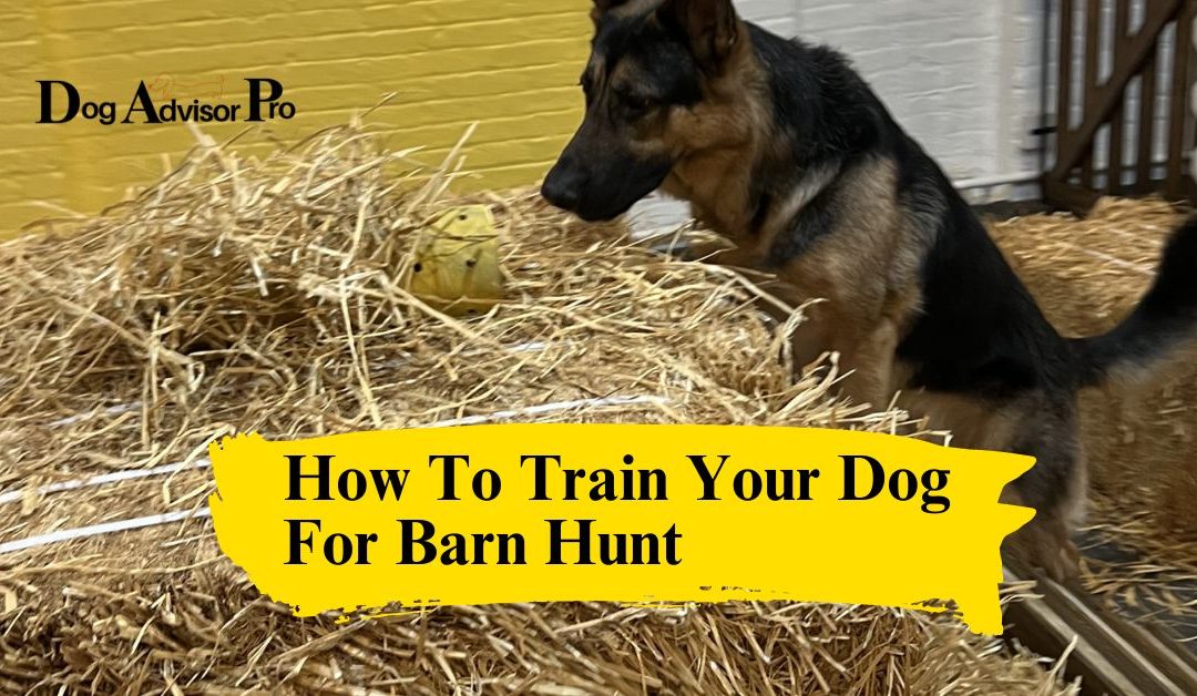 How To Train Your Dog For Barn Hunt