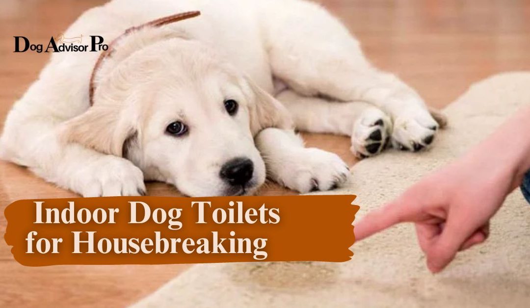 Indoor Dog Toilets for Housebreaking