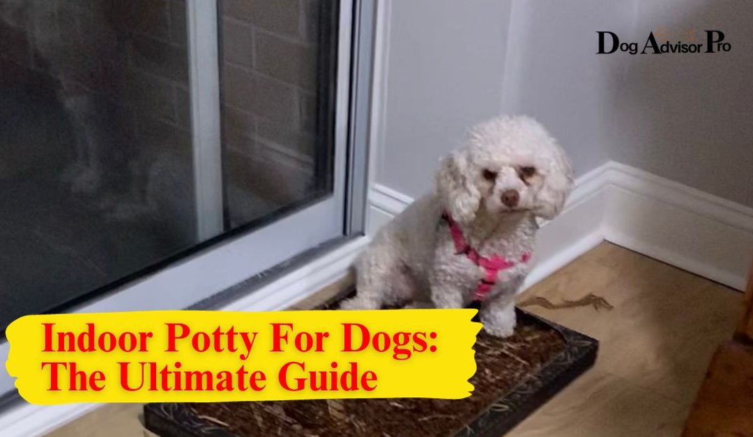 Indoor Potty For Dogs: The Ultimate Guide