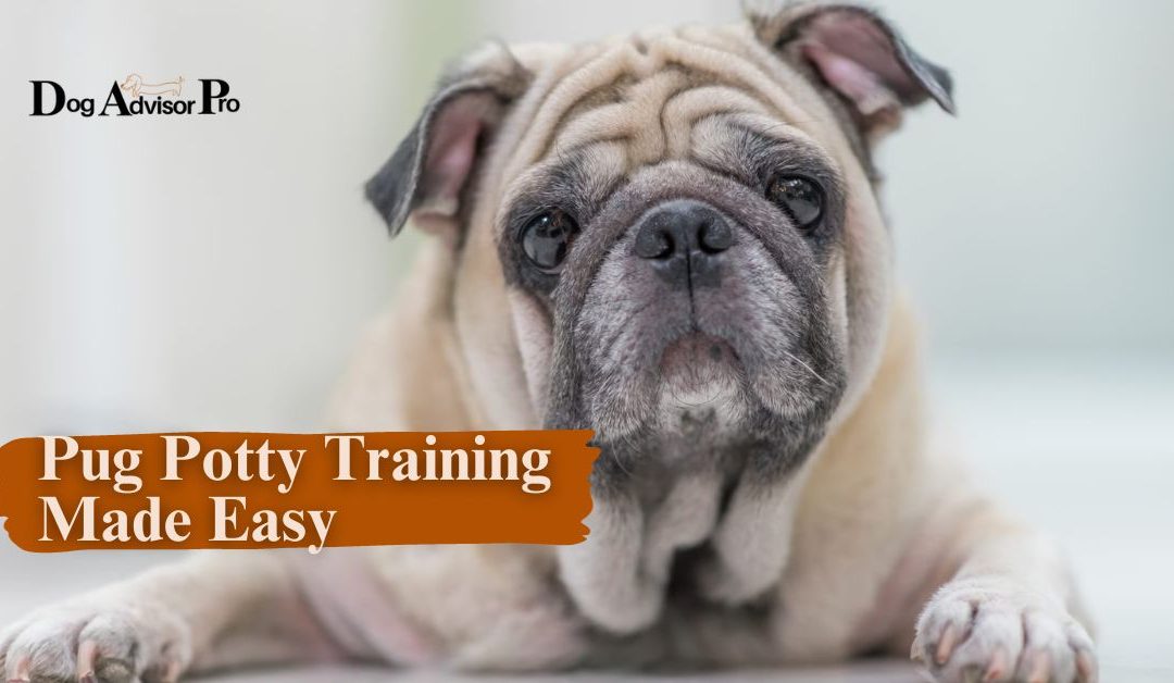 Pug Potty Training Made Easy – 8 Magical Training Tips