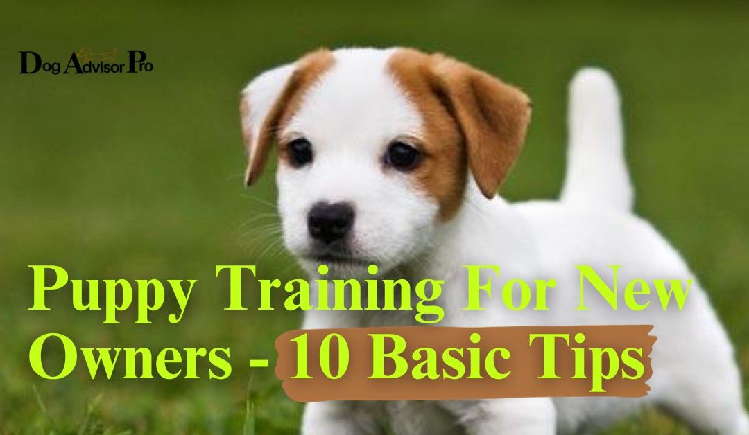 Puppy Training For New Owners – 10 Basic Tips
