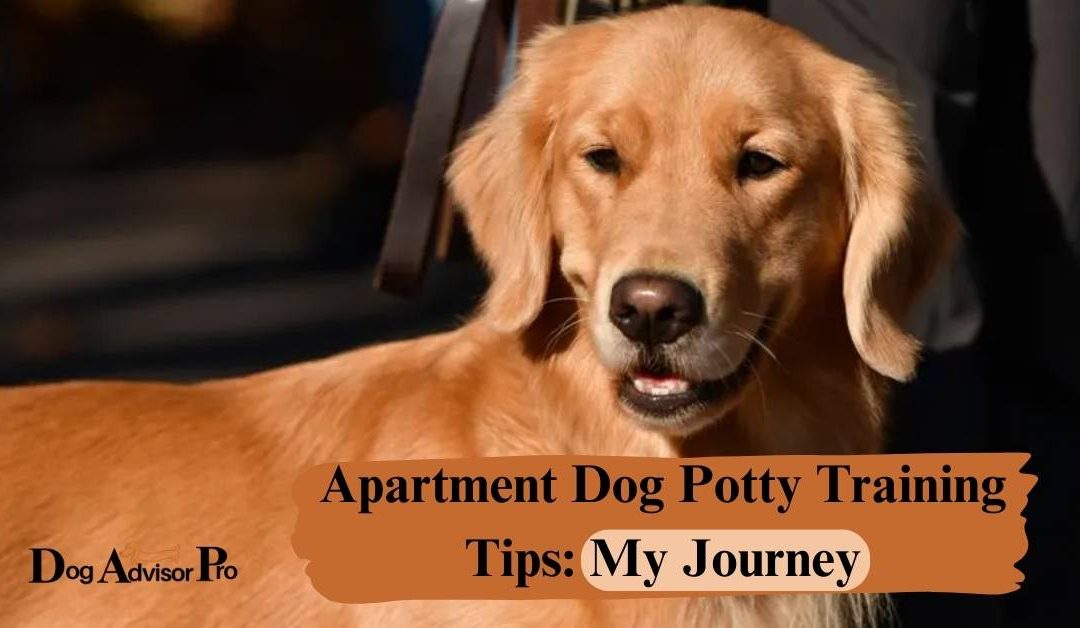 Apartment Dog Potty Training Tips
