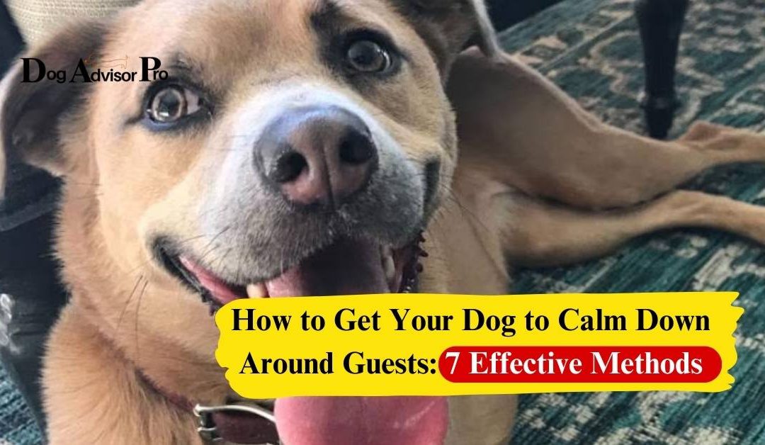 How to Get Your Dog to Calm Down Around Guests