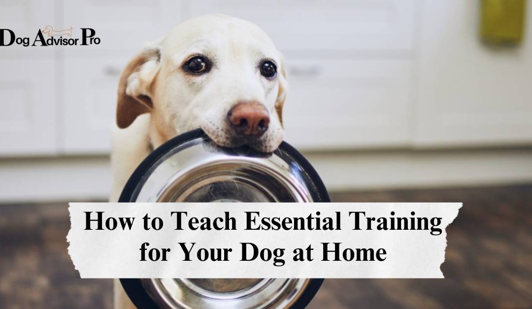 How to Teach Essential Training for Your Dog at Home