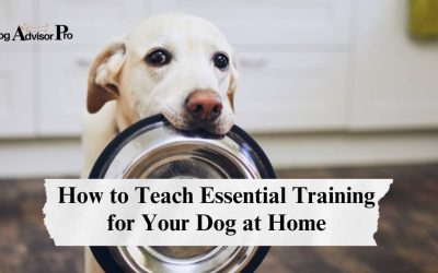 How to Teach Essential Training for Your Dog at Home