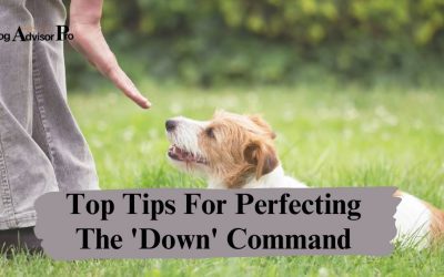 Top Tips For Perfecting The ‘Down’ Command