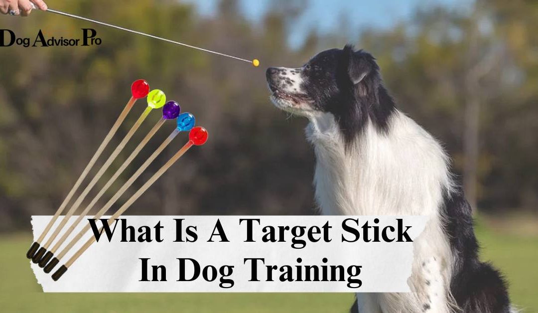 What Is A Target Stick In Dog Training – A Guide For Dog Owners