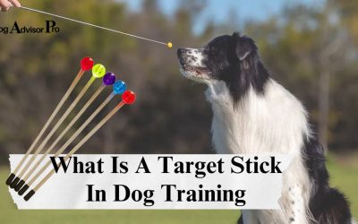 What Is A Target Stick In Dog Training – A Guide For Dog Owners