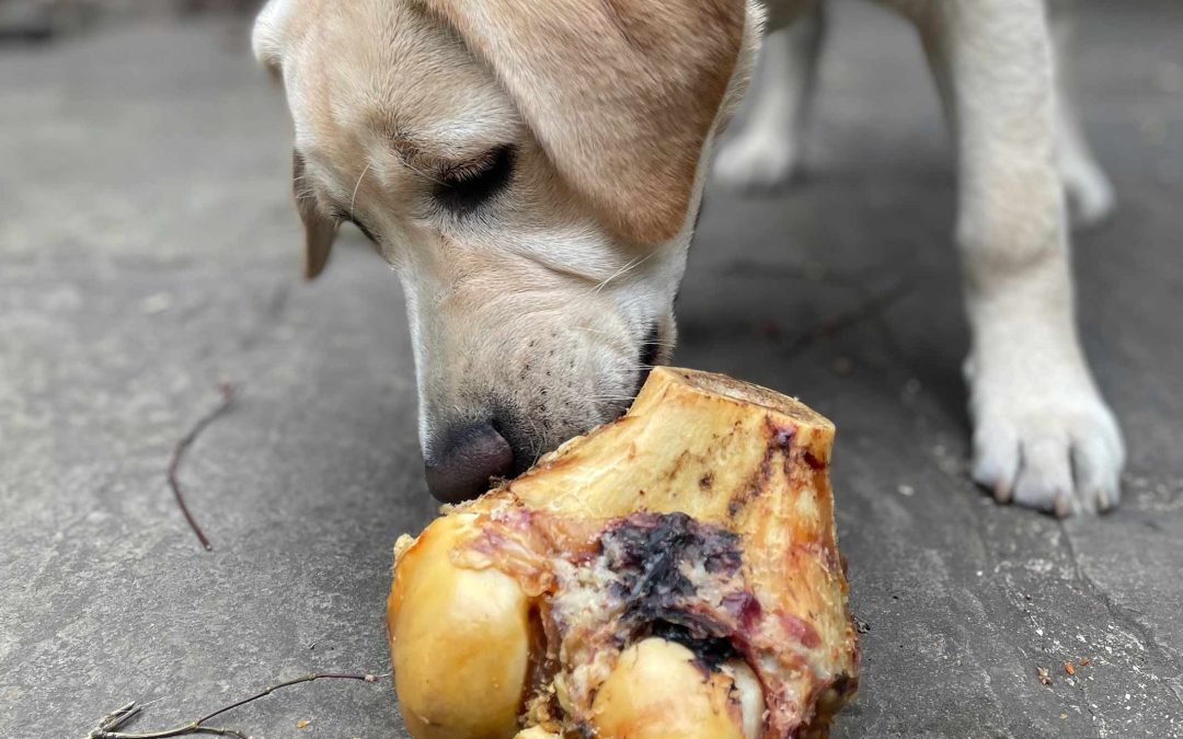Are Beef Roast Knuckle Bones Safe for Dogs
