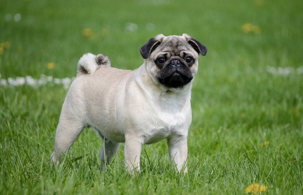 Are Pugs Easy to Train?: Unlocking the Secrets to Effortless Training