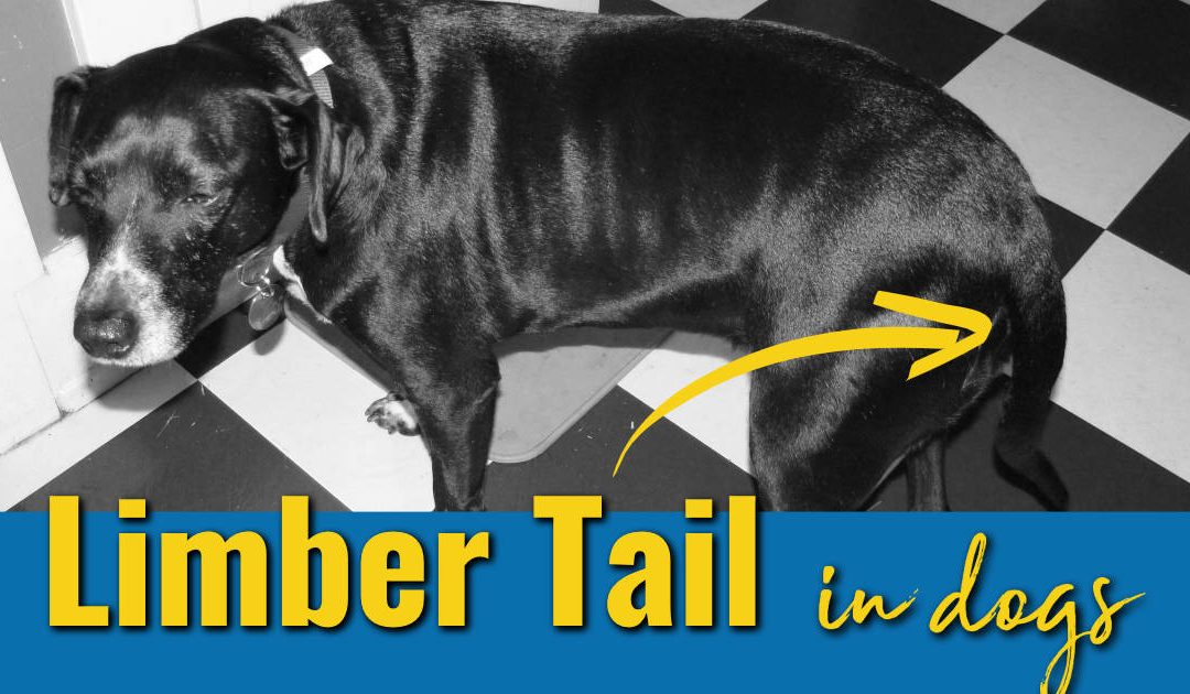 Dog Holding Tail to One Side: Unveiling the Hidden Meaning of Canine Tail Positions