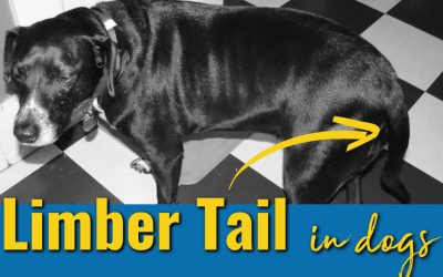 Dog Holding Tail to One Side: Unveiling the Hidden Meaning of Canine Tail Positions