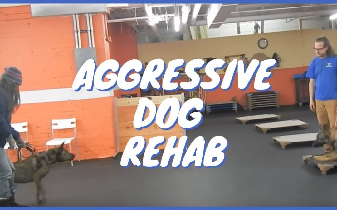 How to Rehabilitate Aggressive Dogs