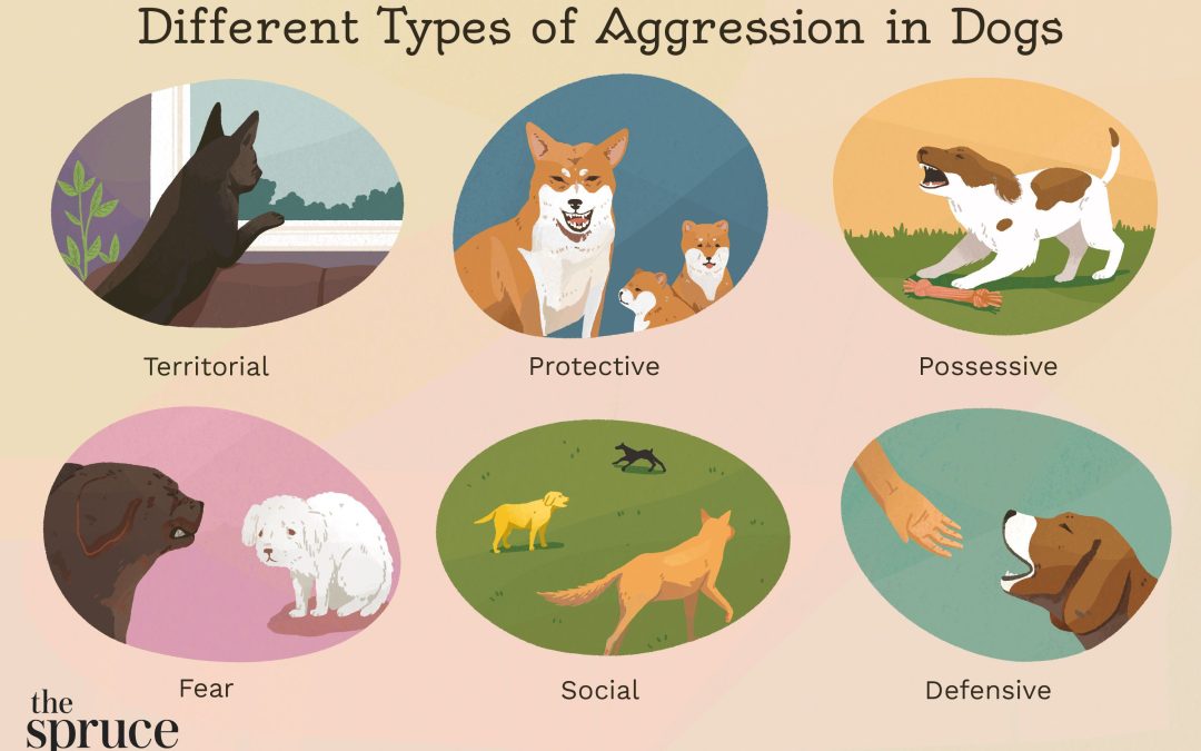 Managing Aggressive Behavior in Dogs