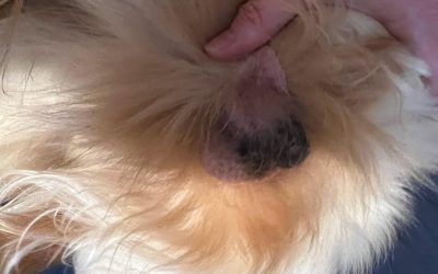 My Dog’s Balls are Peeling: 5 Quick Fixes to Soothe Canine Skin