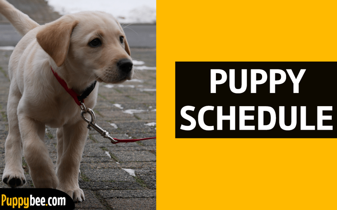 Puppy Schedule (Potty, Sleep, Feeding & Crate Training Schedule)