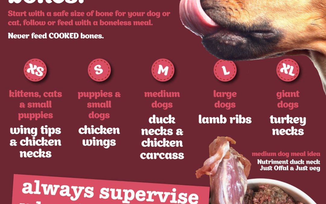 What Raw Beef Bones are Best for Dogs