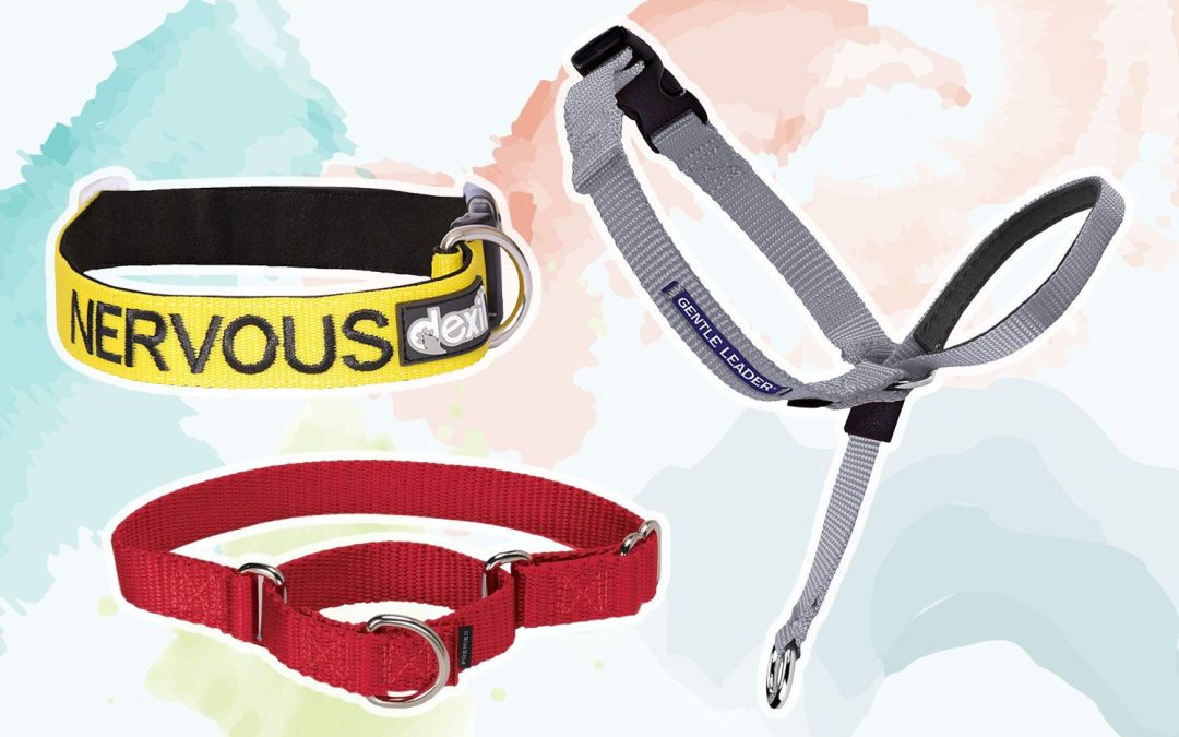 What Type of Collar is Best for Dog Training: Unleash the Power of Effective Training Collars