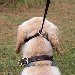 Why Do Dogs Get Upset When You Remove Their Collars? 7 Key Reasons